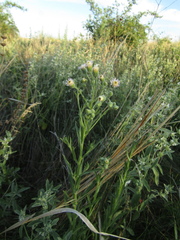 Erigeron acris podolicus
