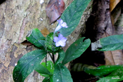 Ruellia costaricensis