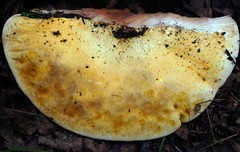 Buglossoporus quercinus