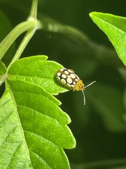 Phola octodecimguttata