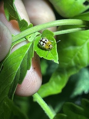 Phola octodecimguttata