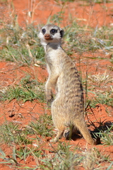 Suricata suricatta