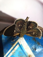 Dardarina dardaris