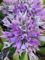 Allium dichlamydeum