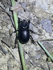 Eophileurus chinensis