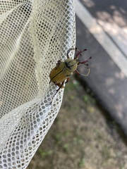 Dicronocephalus bowringi