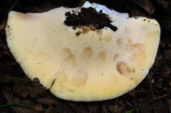 Buglossoporus quercinus