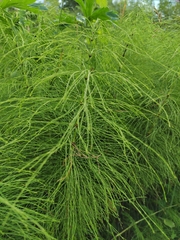 Equisetum sylvaticum