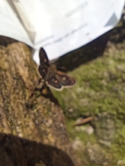Dardarina dardaris
