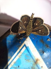 Dardarina dardaris
