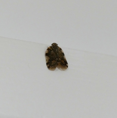 Aprivesa