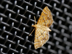 Musotima ochropteralis