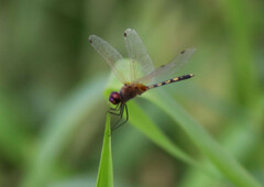 Trithemis pallidinervis