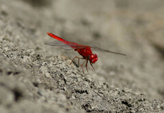 Crocothemis servilia