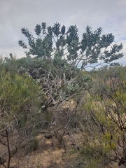 Banksia sceptrum