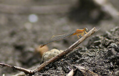 Ischnura senegalensis