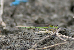 Ischnura senegalensis