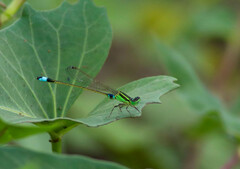 Ischnura senegalensis