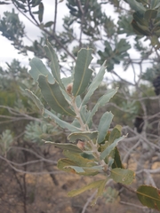 Banksia sceptrum