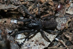 Chenistonia maculata