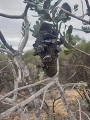 Banksia sceptrum