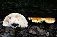 Buglossoporus quercinus