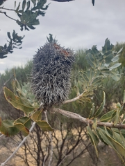 Banksia sceptrum