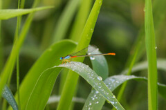 Ceriagrion cerinorubellum