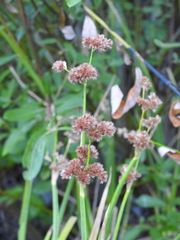 Juncus phaeocephalus phaeocephalus
