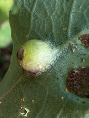 Harmandiola cavernosa