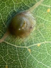 Harmandiola cavernosa