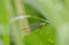 Ceriagrion cerinorubellum
