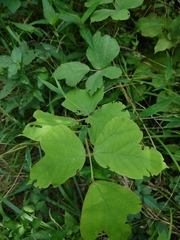 Pueraria montana lobata