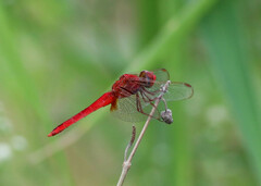 Crocothemis servilia