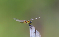 Urothemis signata