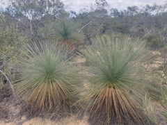 Xanthorrhoea drummondii