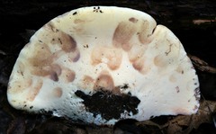 Buglossoporus quercinus