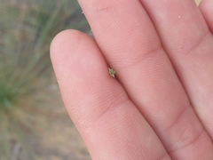 Xanthorrhoea drummondii