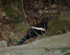 Enicurus leschenaulti