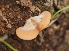 Lentinellus pulvinulus