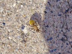 Dasymutilla calorata