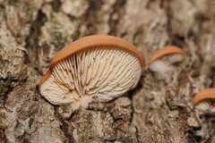 Lentinellus pulvinulus