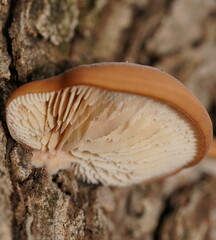 Lentinellus pulvinulus