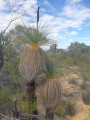 Xanthorrhoea drummondii