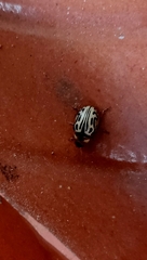 Zygogramma bicolorata