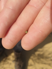 Xanthorrhoea drummondii