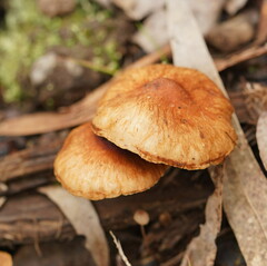 Pholiota communis