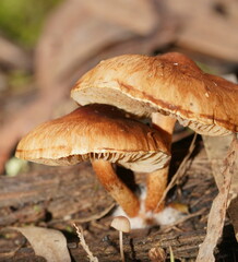 Pholiota communis