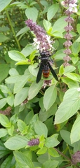 Colpacampsomeris indica