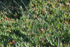 Juncus breweri